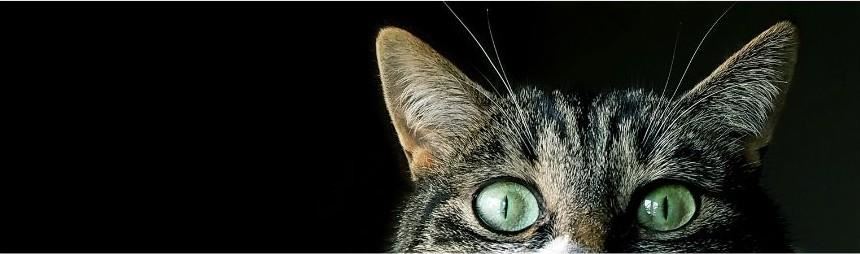 Kitty